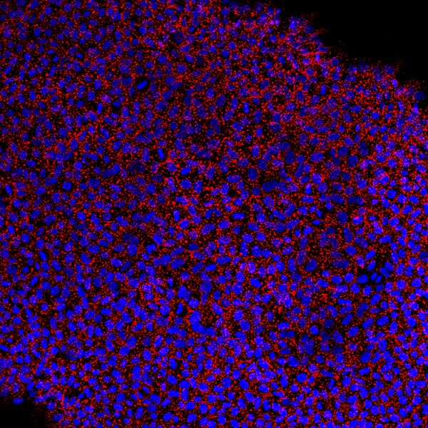 Immunofluorescent image of hESC culture labeled with DSHB antibody MC-631 (SSEA-3) against SSEA-3 (red). Image Credit: Elena Ibáñez. PMID: 38914137, Fig. 3C.